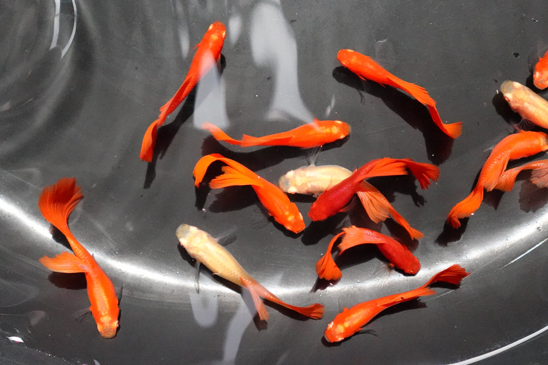 Full Red Albino Guppy Fish