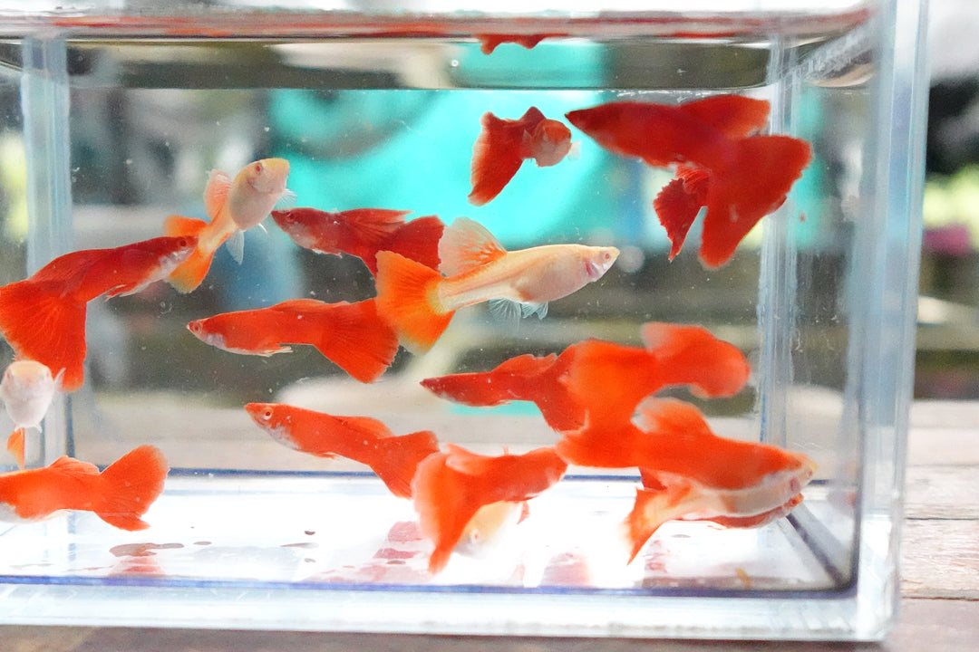 Full Red Albino Guppy Fish