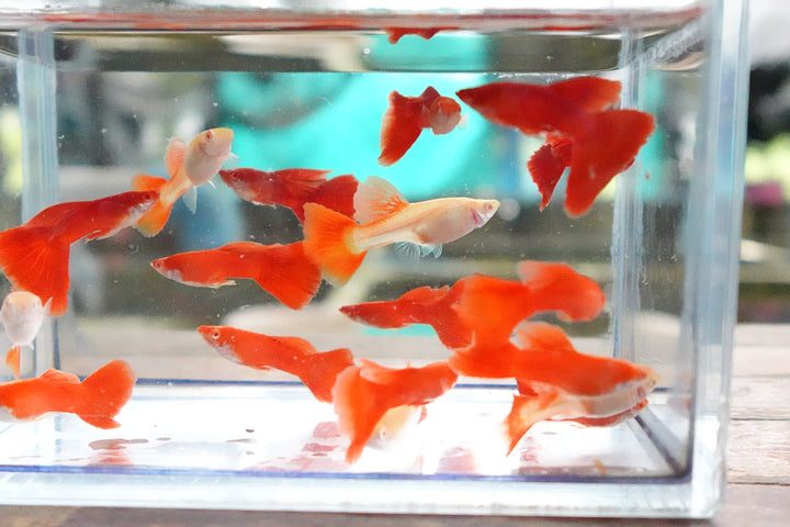 Full Red Albino Guppy Fish