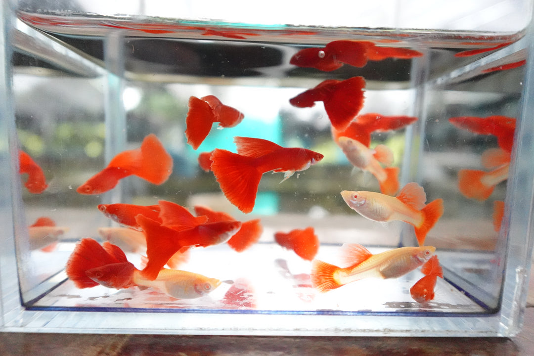 Full Red Albino Guppy Fish
