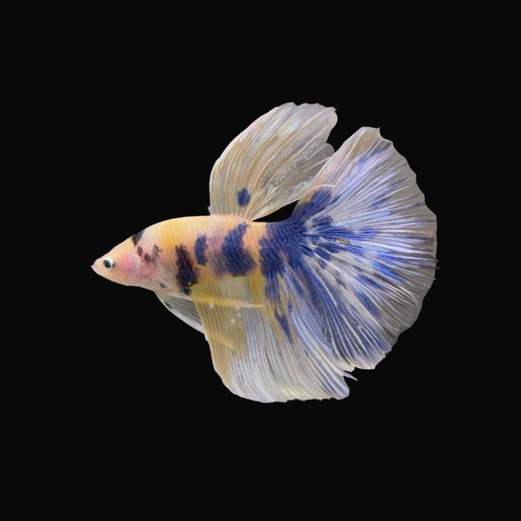 Rare Giant Halfmoon Fancy Yellow and Blue Betta Fish