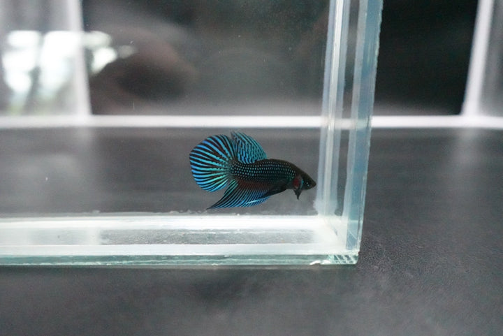 Green Mahachaiensis Betta