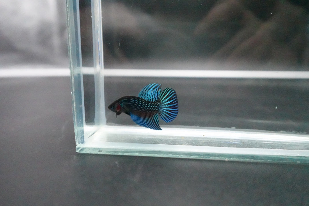 Green Mahachaiensis Betta