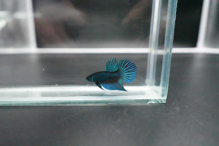 Green Mahachaiensis Betta