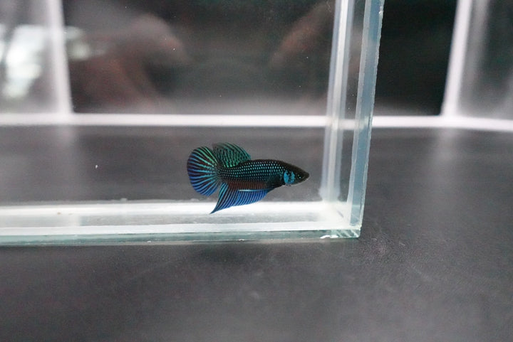 Green Mahachaiensis Betta