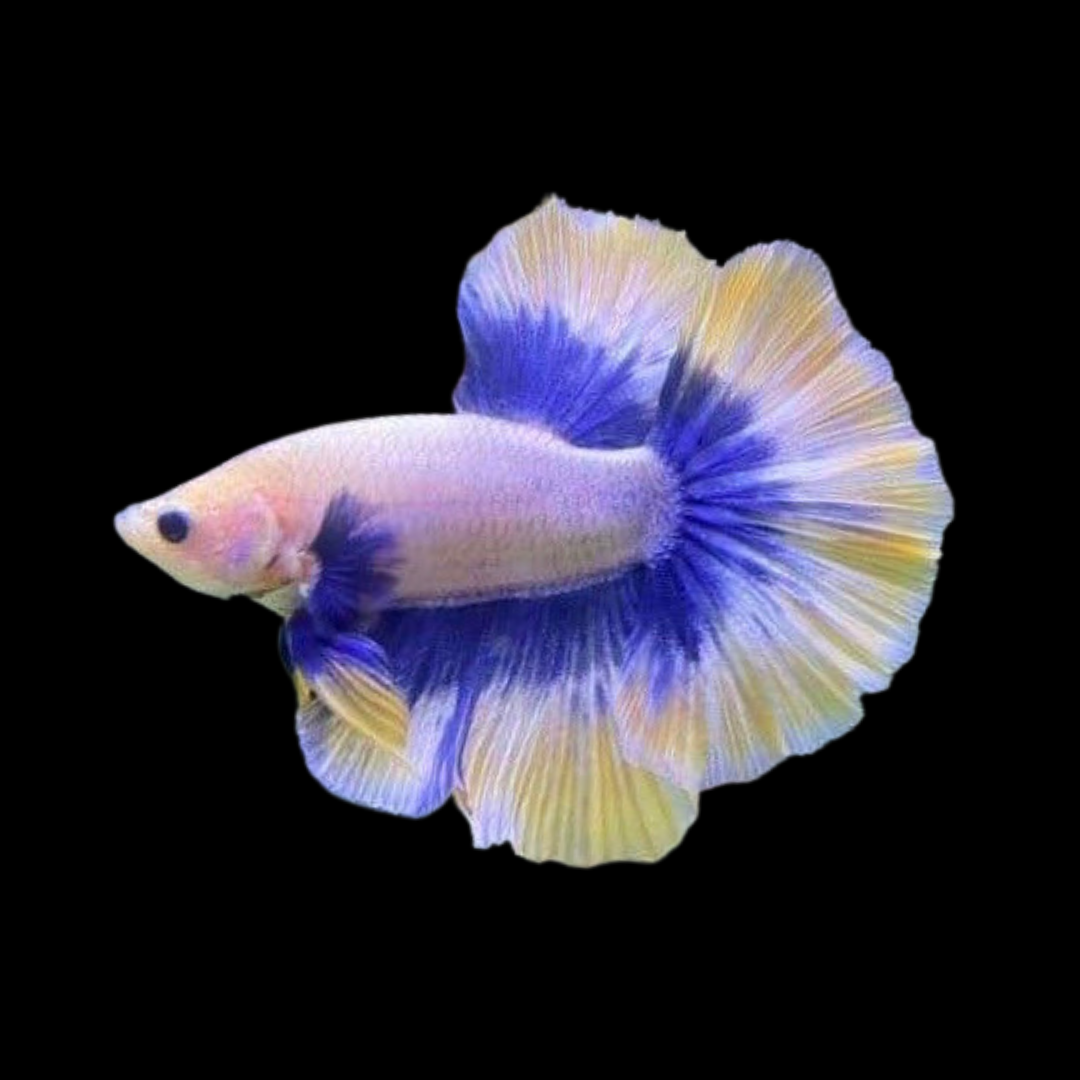Halfmoon Mustard Betta Fish For Sale – Thailand Betta Fish