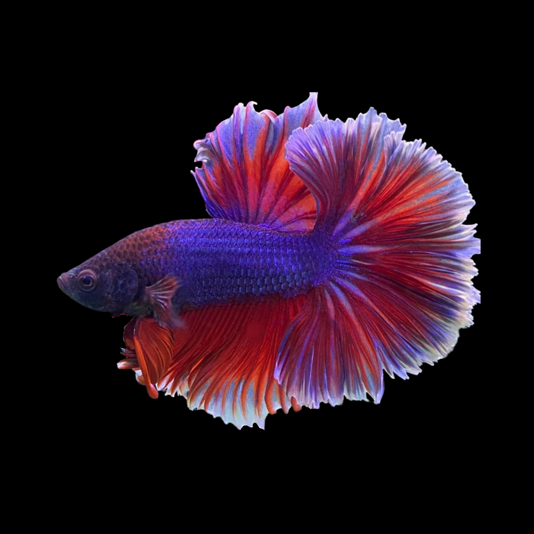 halfmoon betta fish, fully purple colored, long fins
