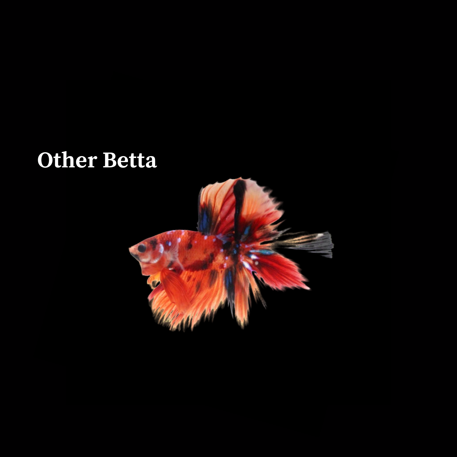 Thailand Betta Fish For Sale_compare
