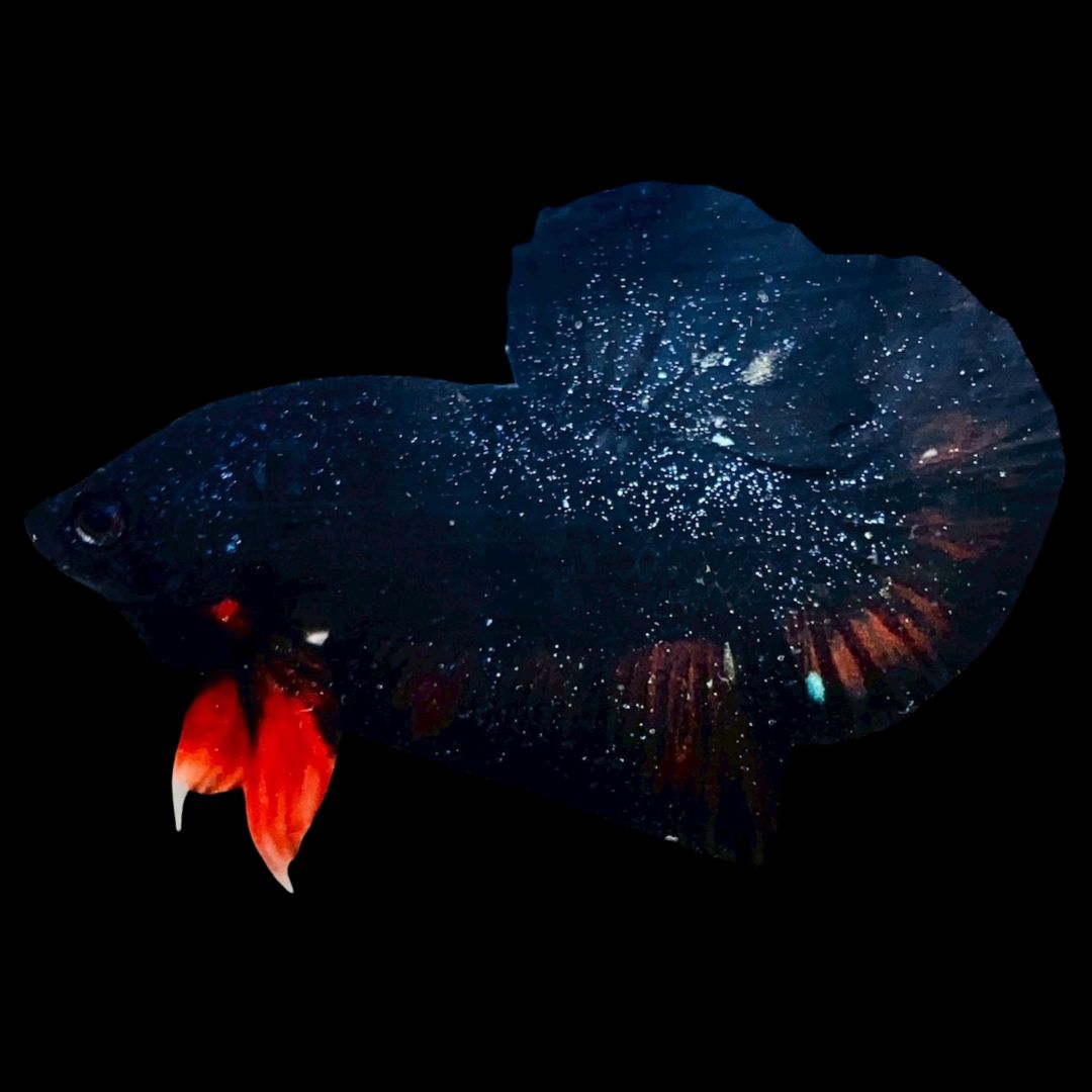 Rare Avatar Betta Fish
