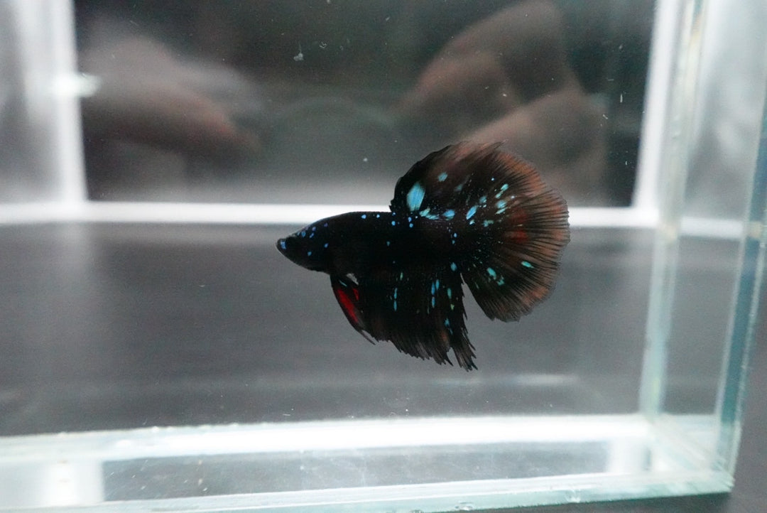 Rare Avatar Betta Fish