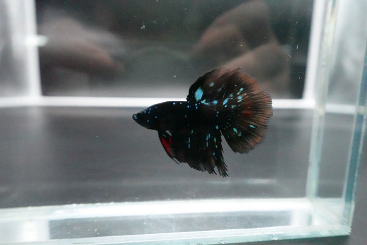 Rare Avatar Betta Fish