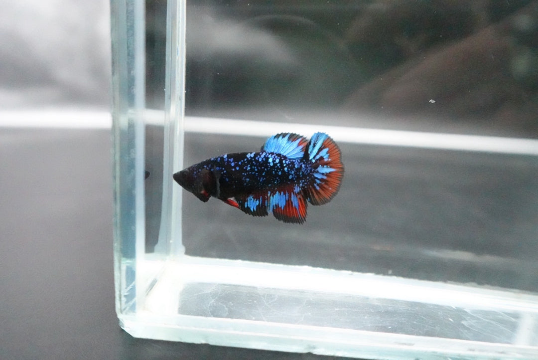 Rare Avatar Betta Fish