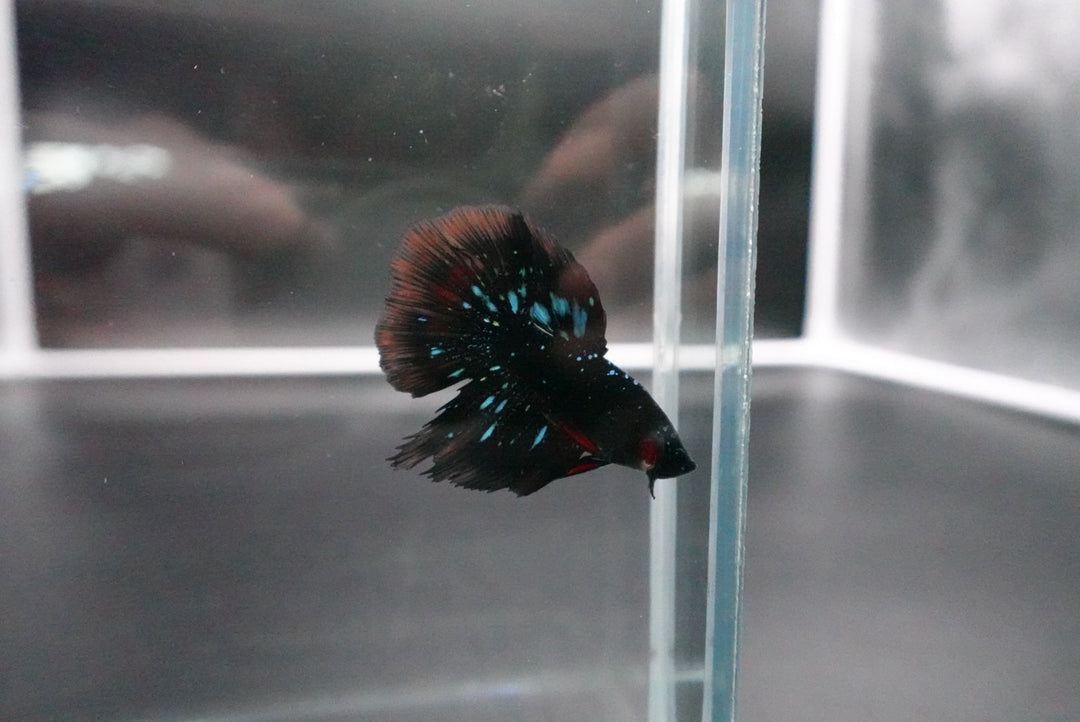 Rare Avatar Betta Fish