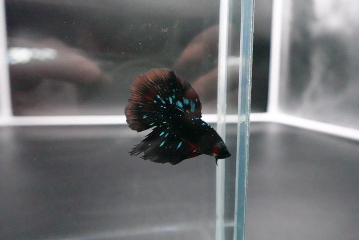 Rare Avatar Betta Fish