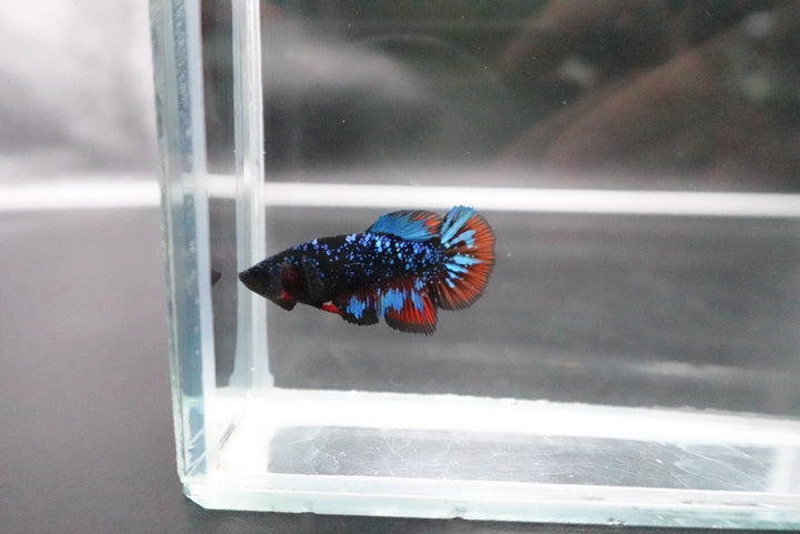 Rare Avatar Betta Fish