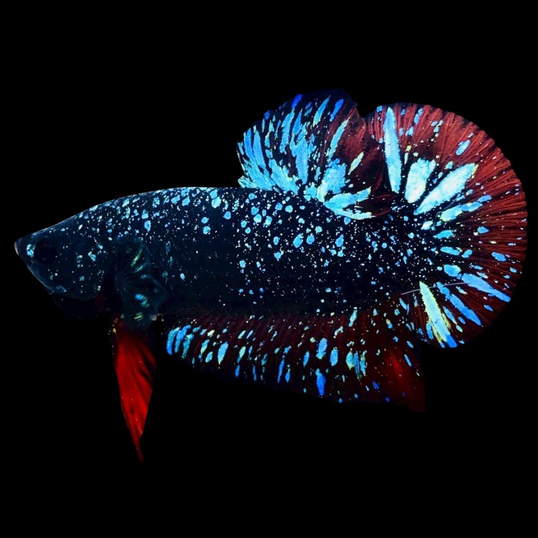 Rare Avatar Betta Fish