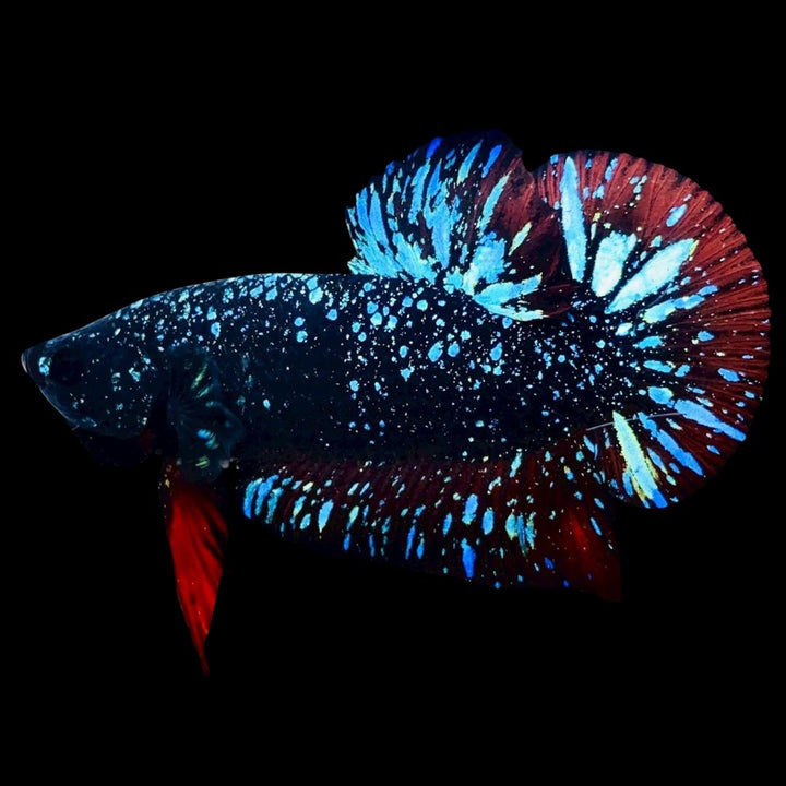 Rare Avatar Betta Fish
