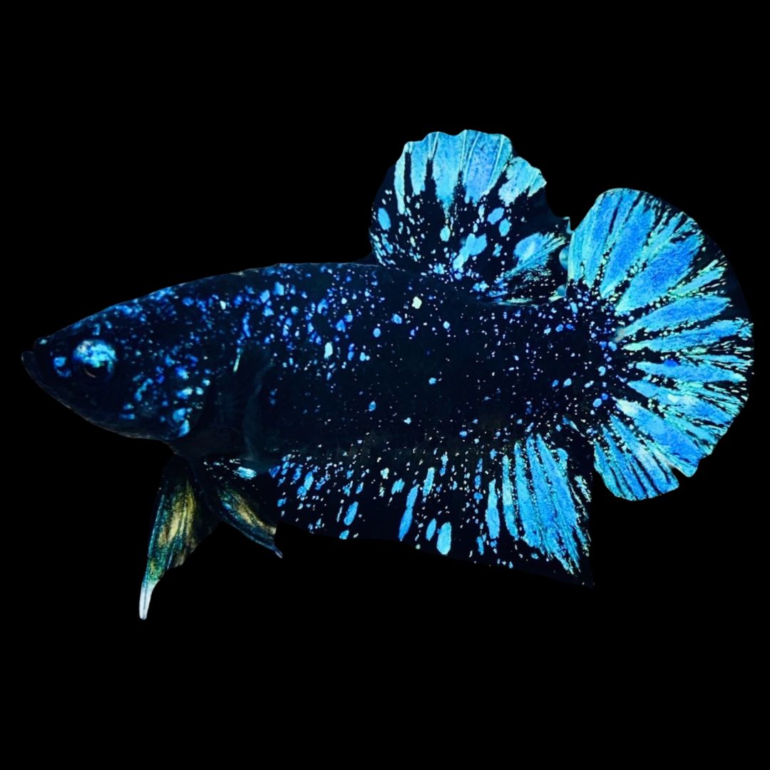 Rare Avatar Betta Fish