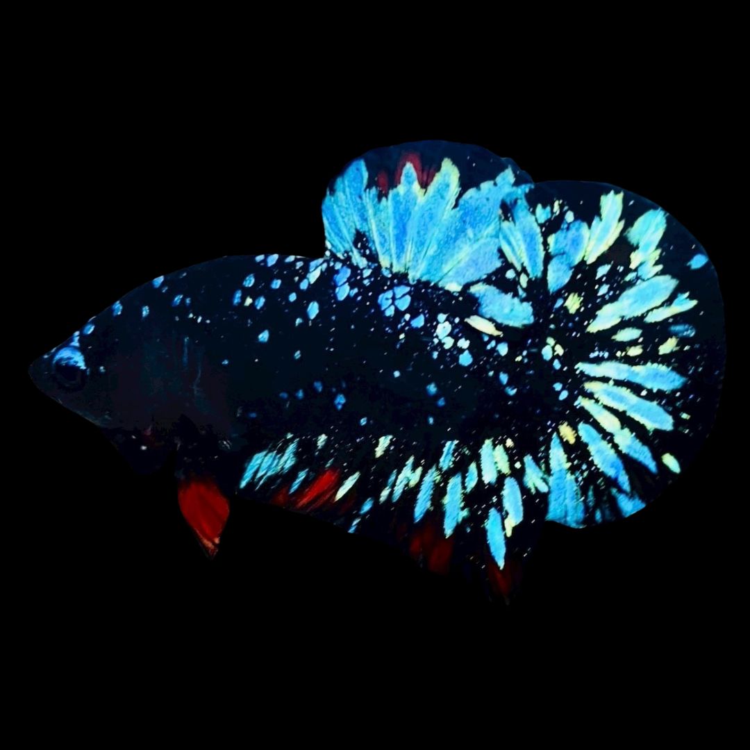 Rare Avatar Betta Fish