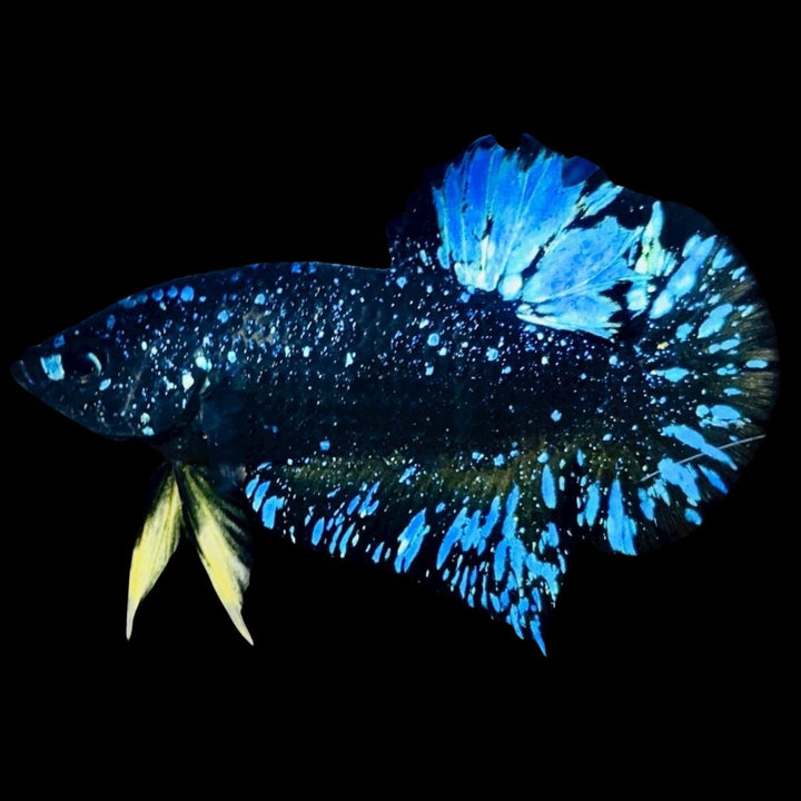 Rare Avatar Betta Fish