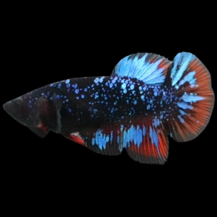 Rare Avatar Betta Fish