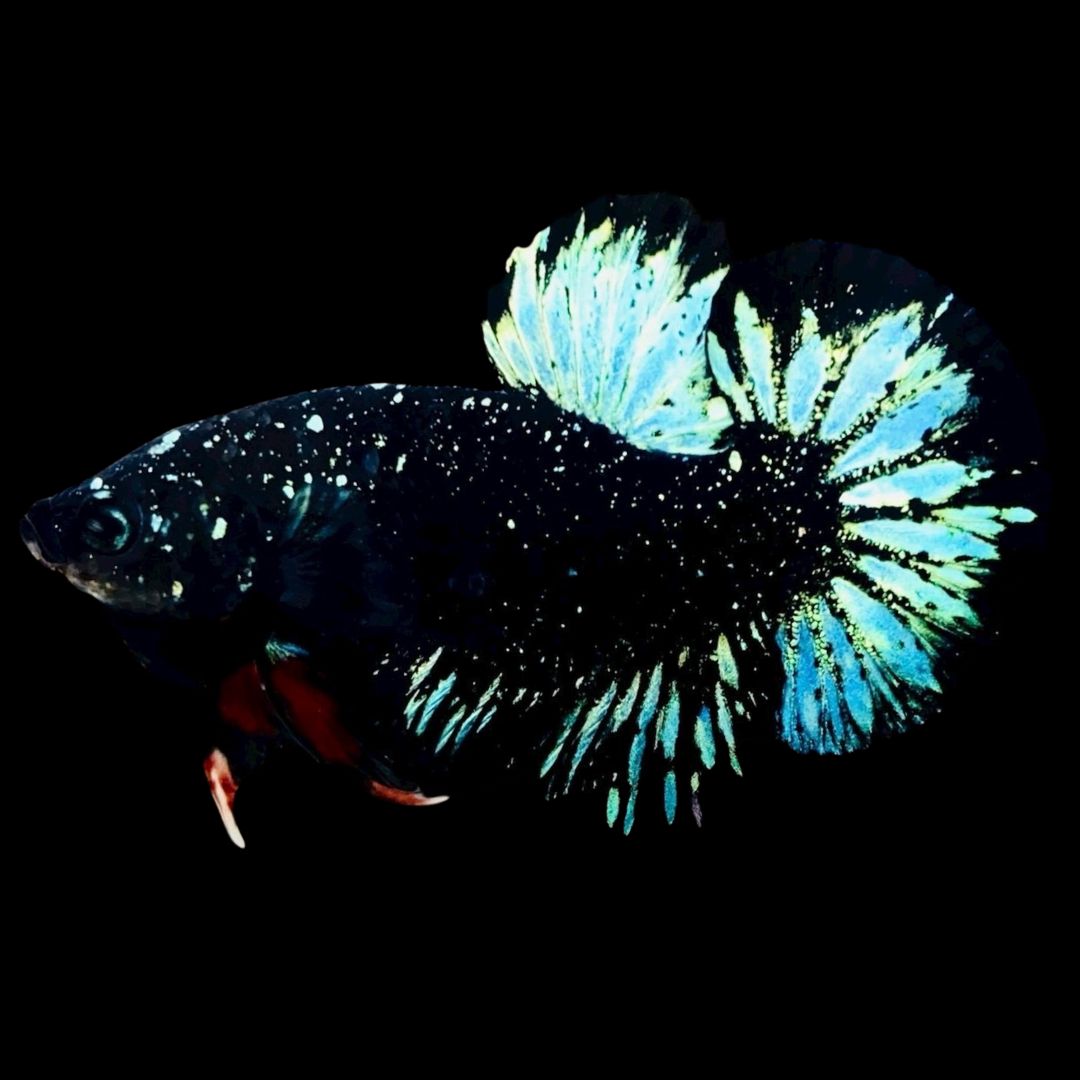 Rare Avatar Betta Fish