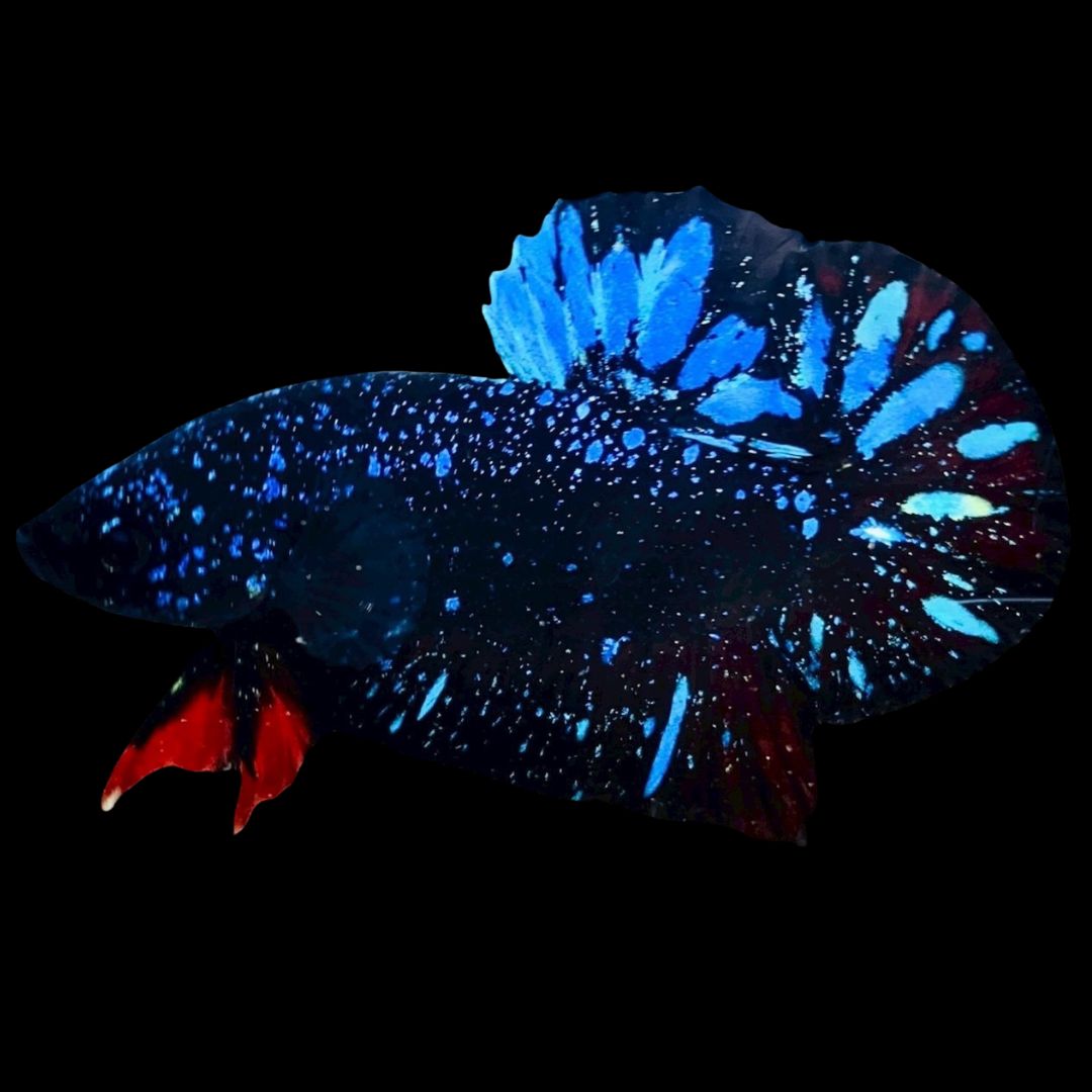 Rare Avatar Betta Fish
