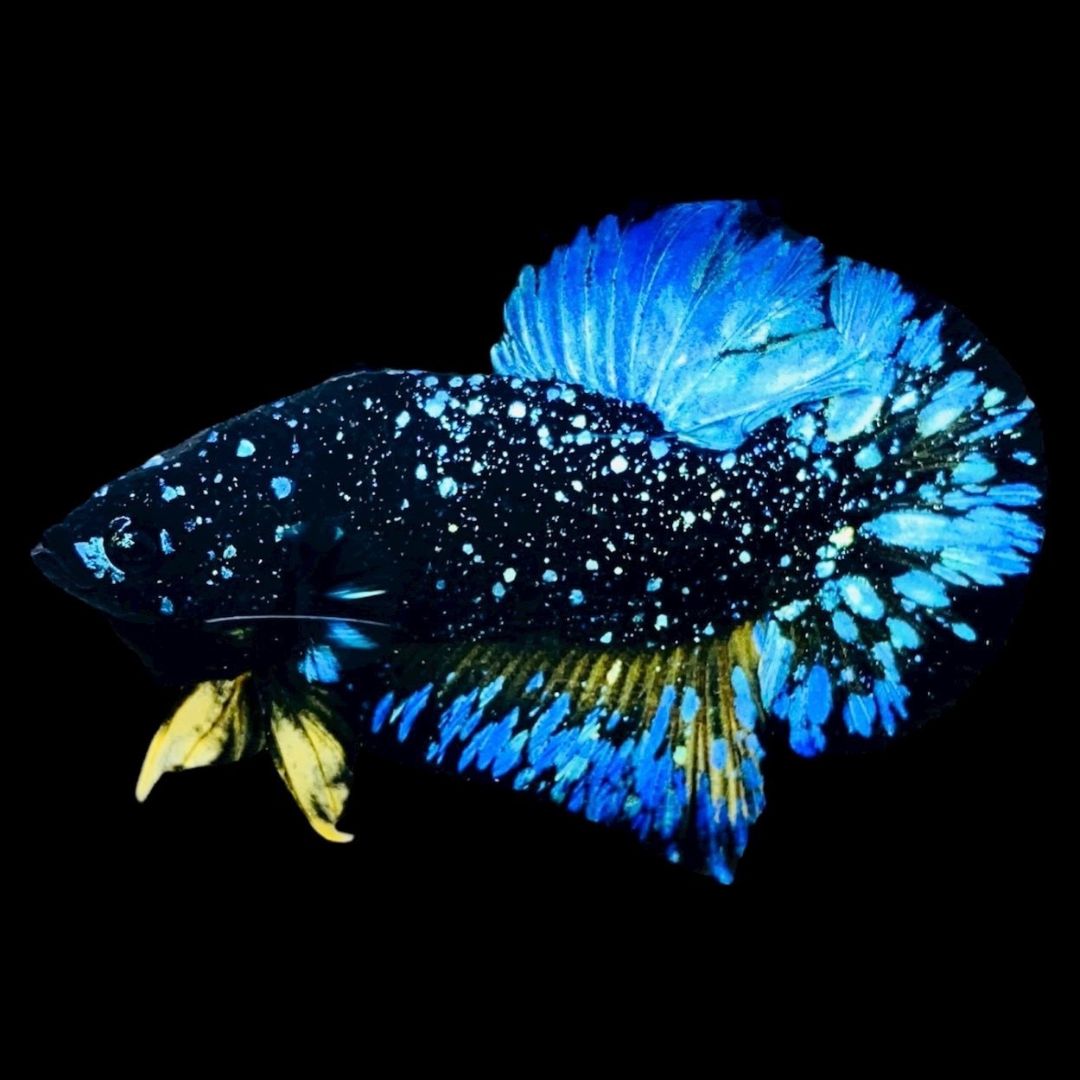 Rare Avatar Betta Fish