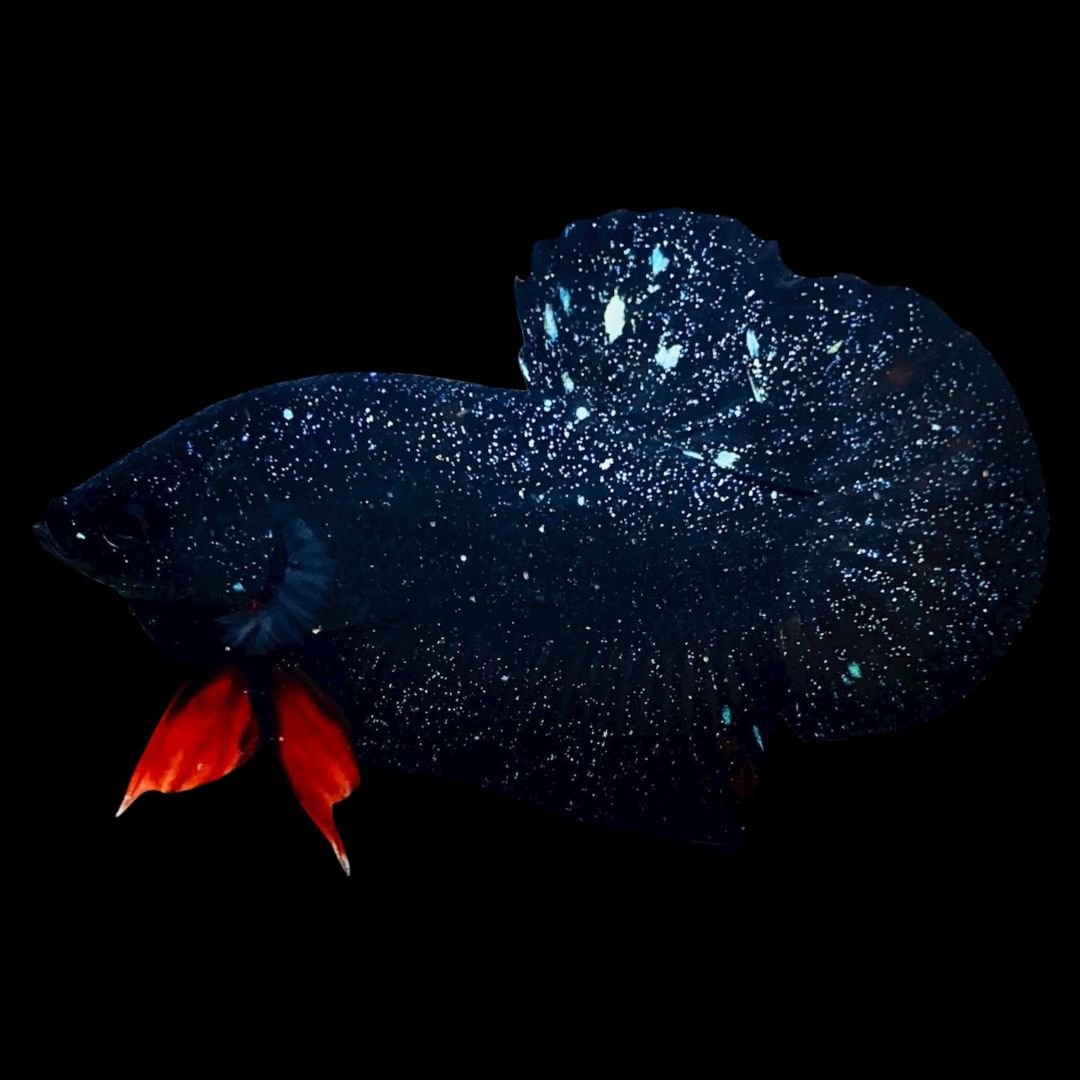 Rare Avatar Betta Fish