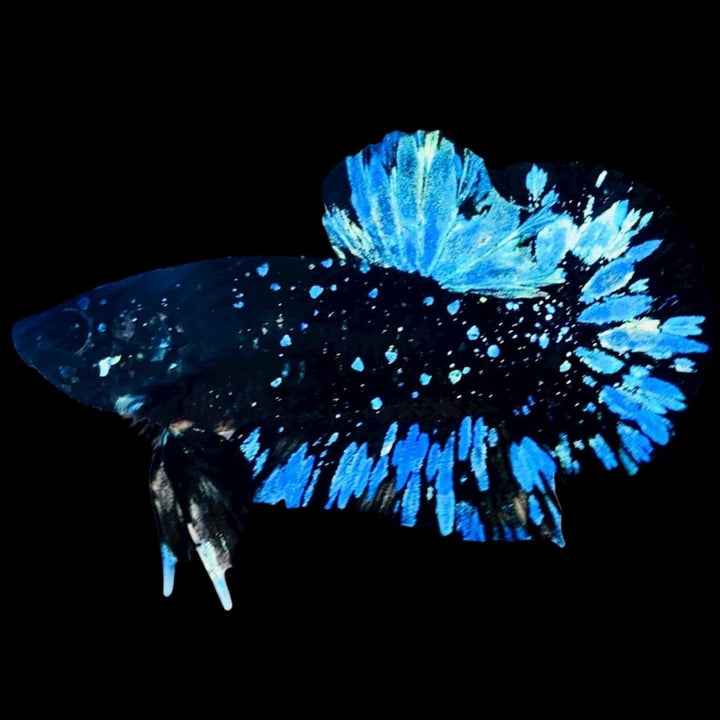 Rare Avatar Betta Fish