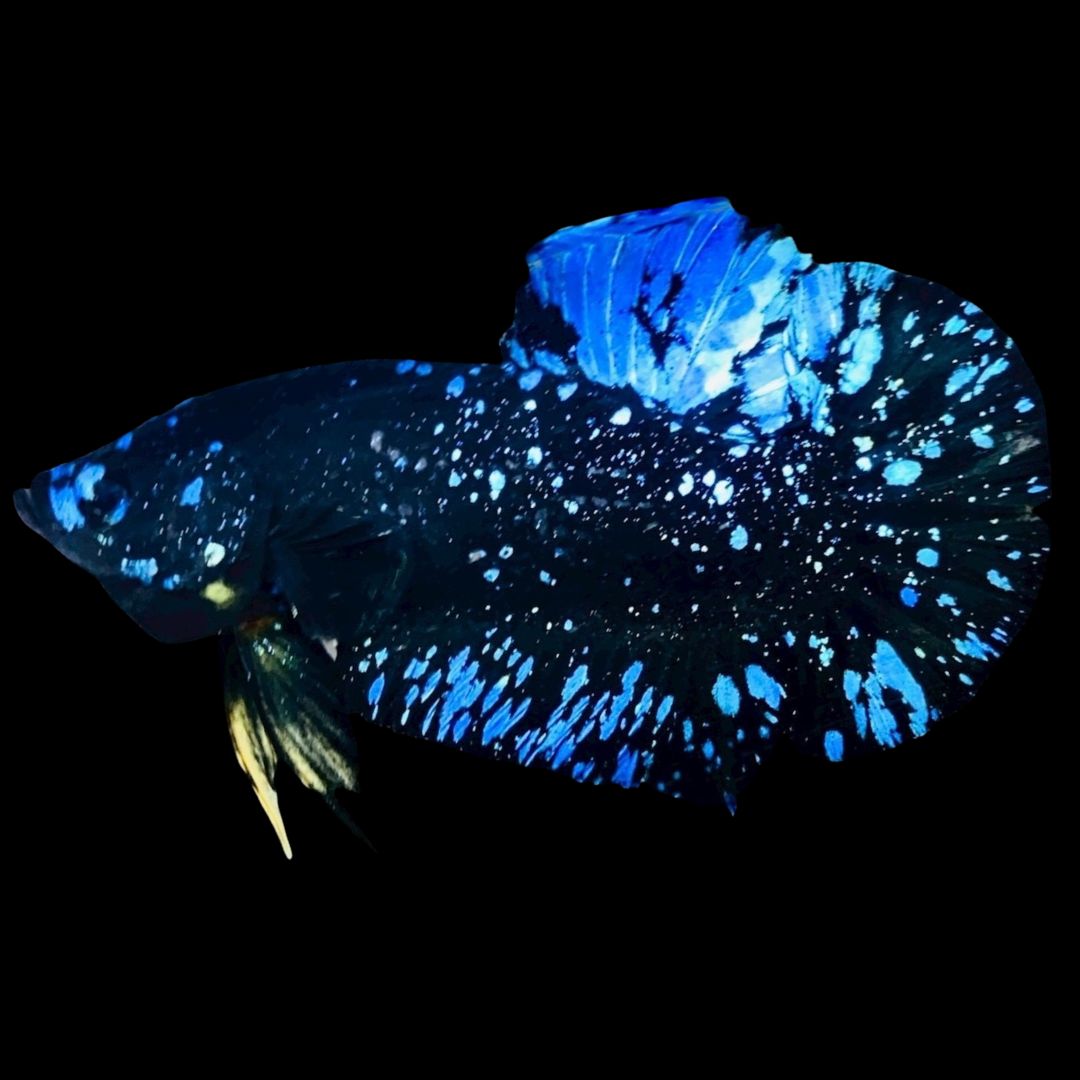 Rare Avatar Betta Fish