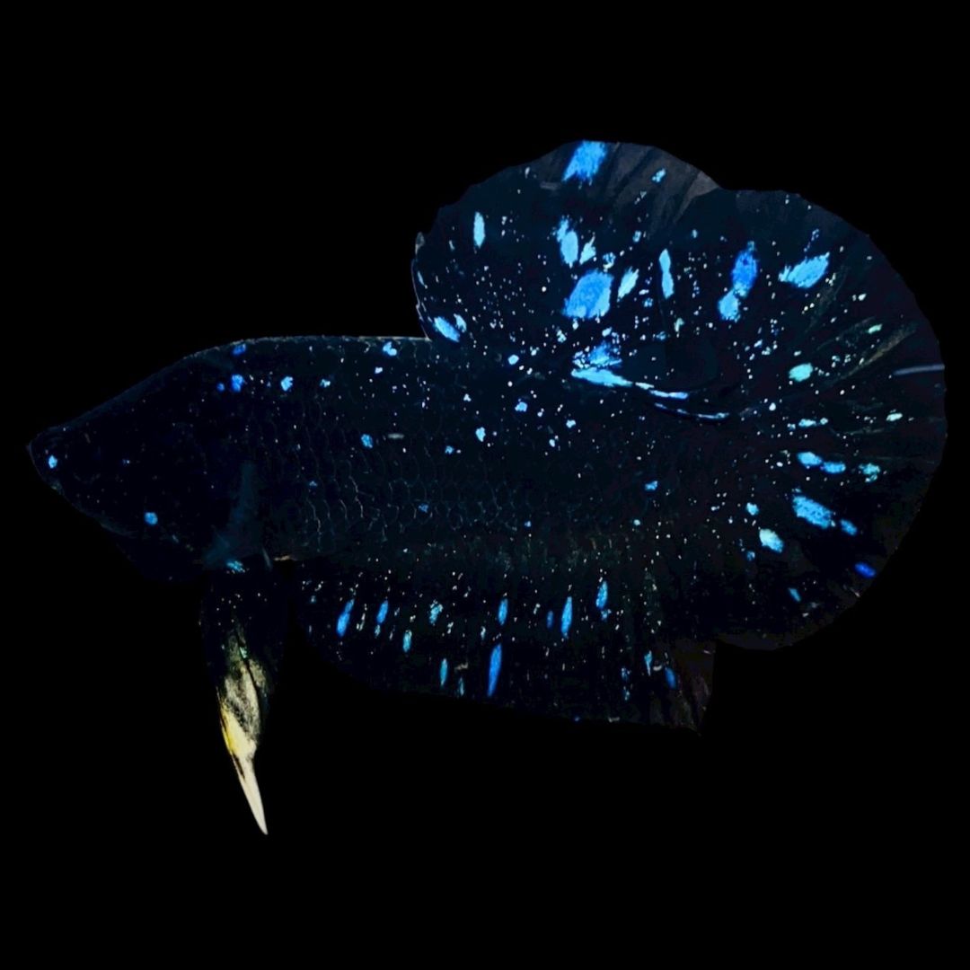 Rare Avatar Betta Fish