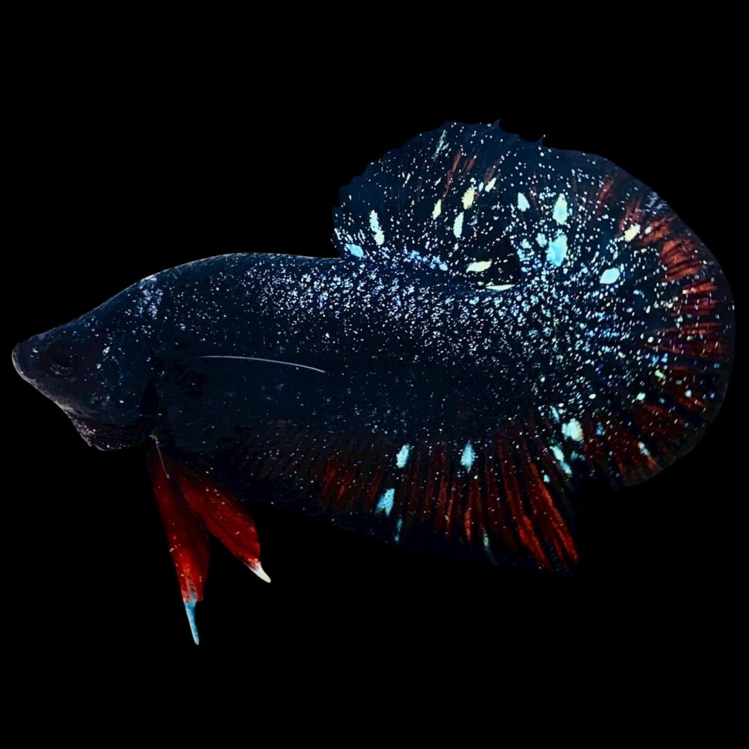 Rare Avatar Betta Fish
