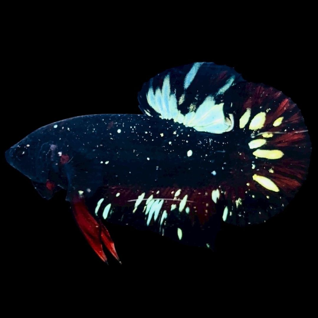 Rare Avatar Betta Fish
