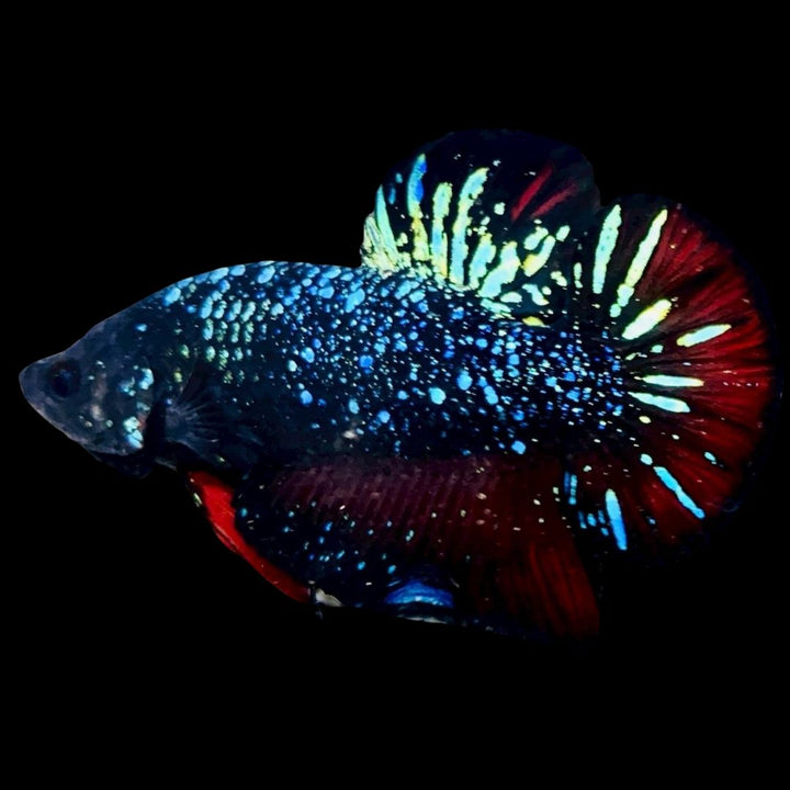 Rare Avatar Betta Fish