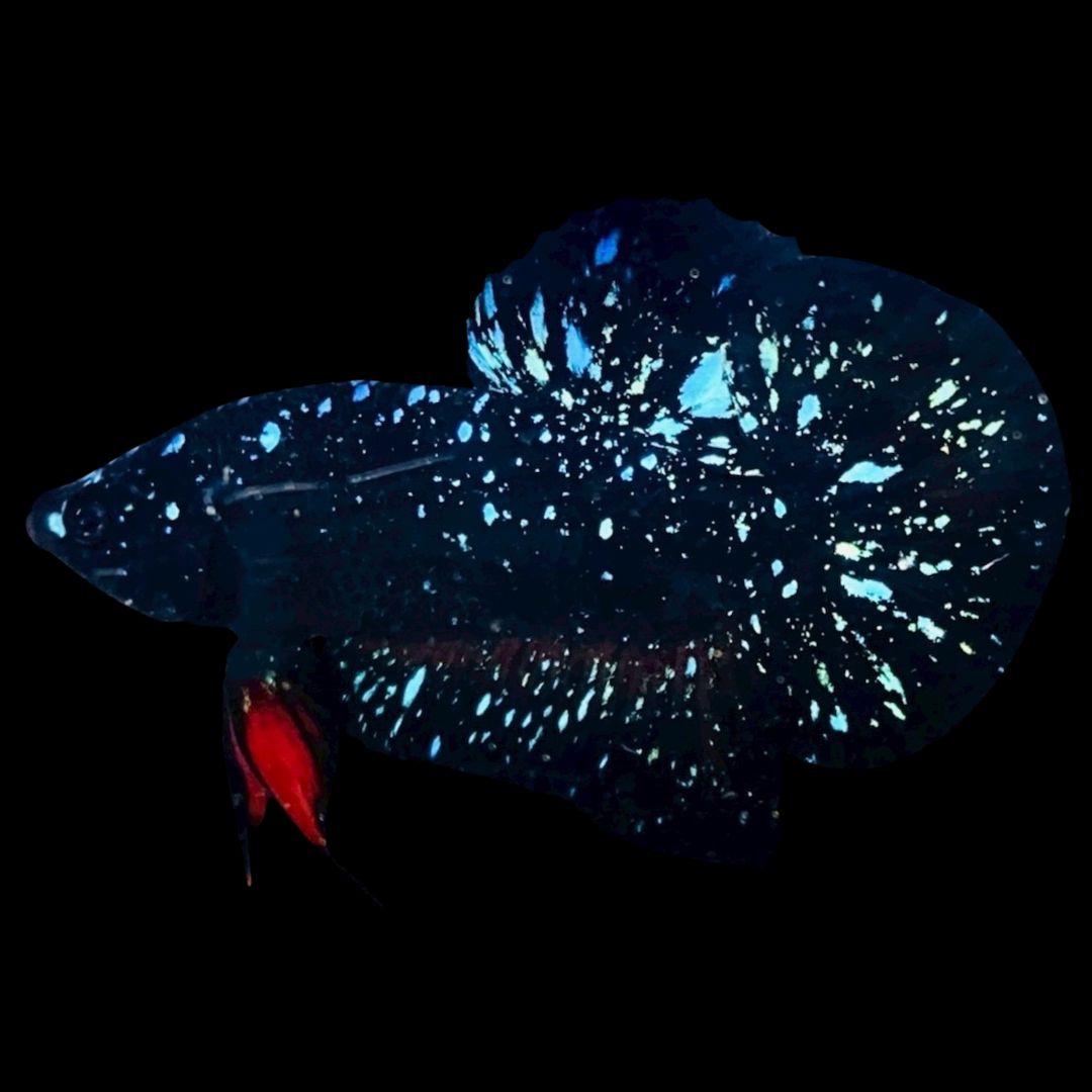 Rare Avatar Betta Fish