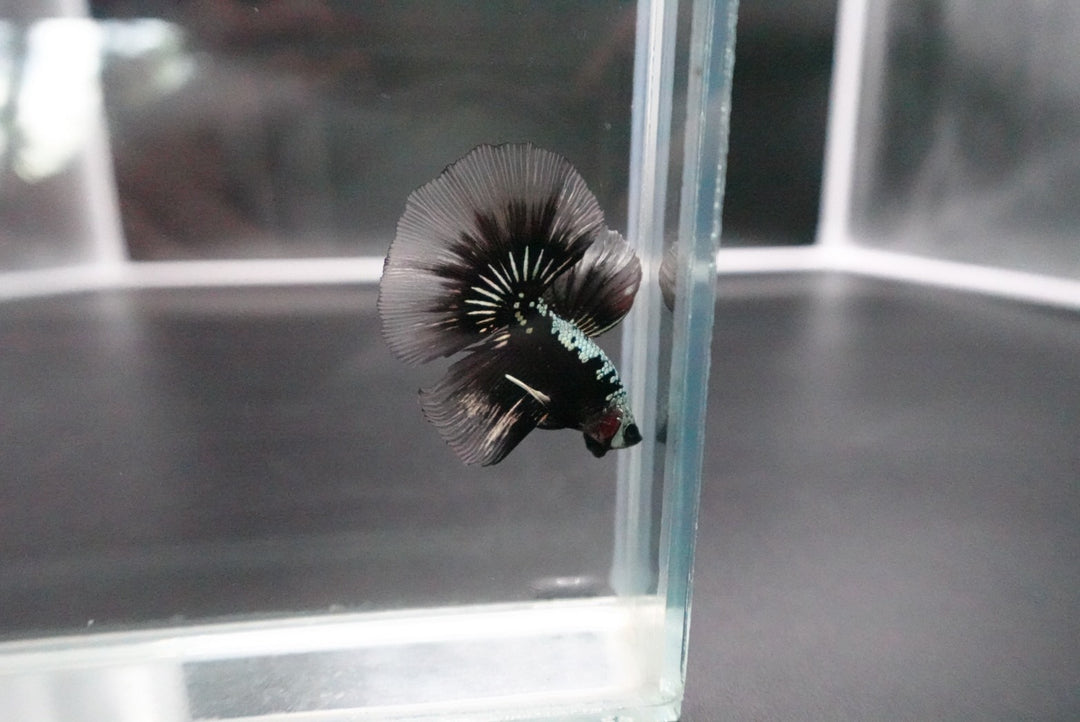 Rare Black Shadow Samurai Halfmoon Betta Fish