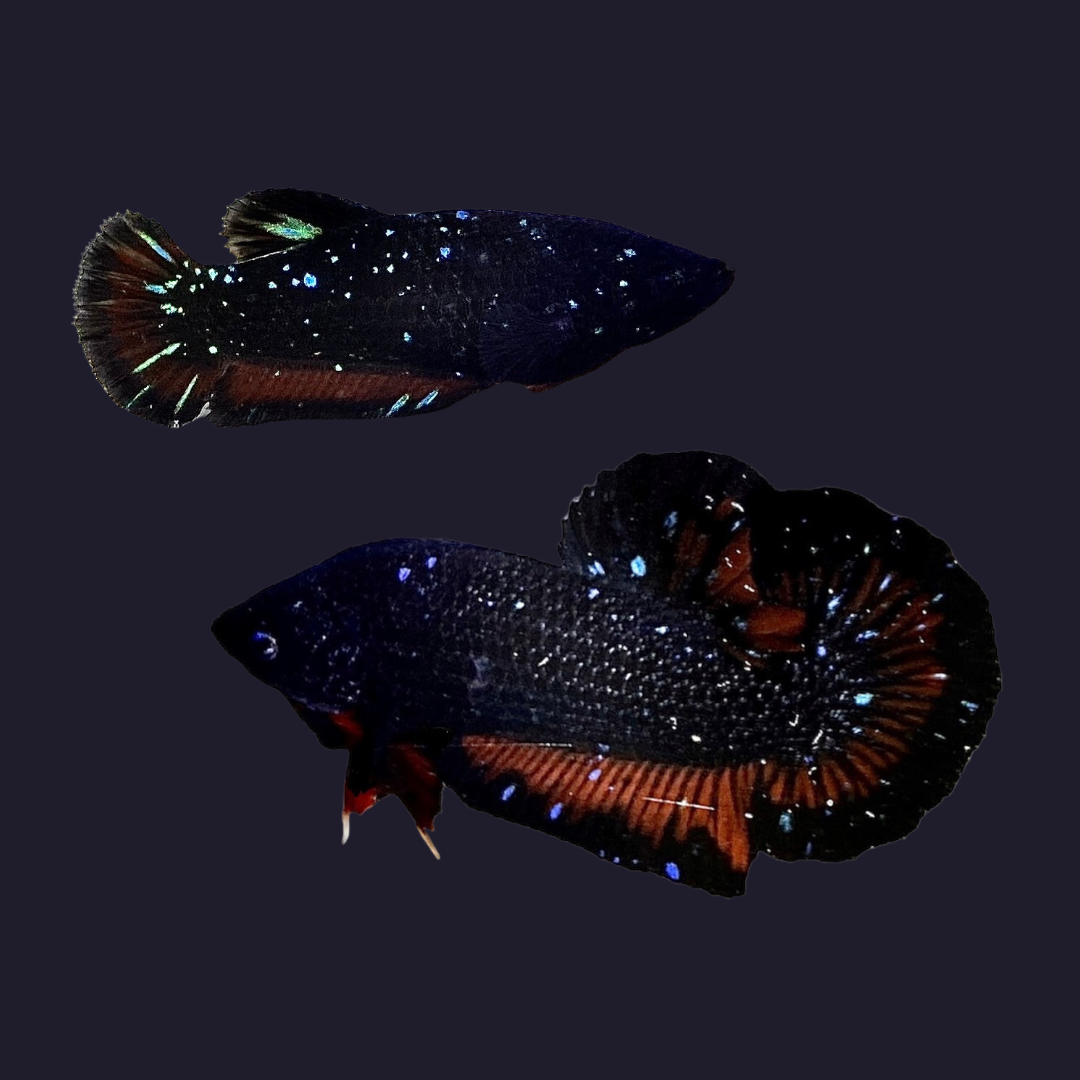 Rare Couple Black Star Betta Fish