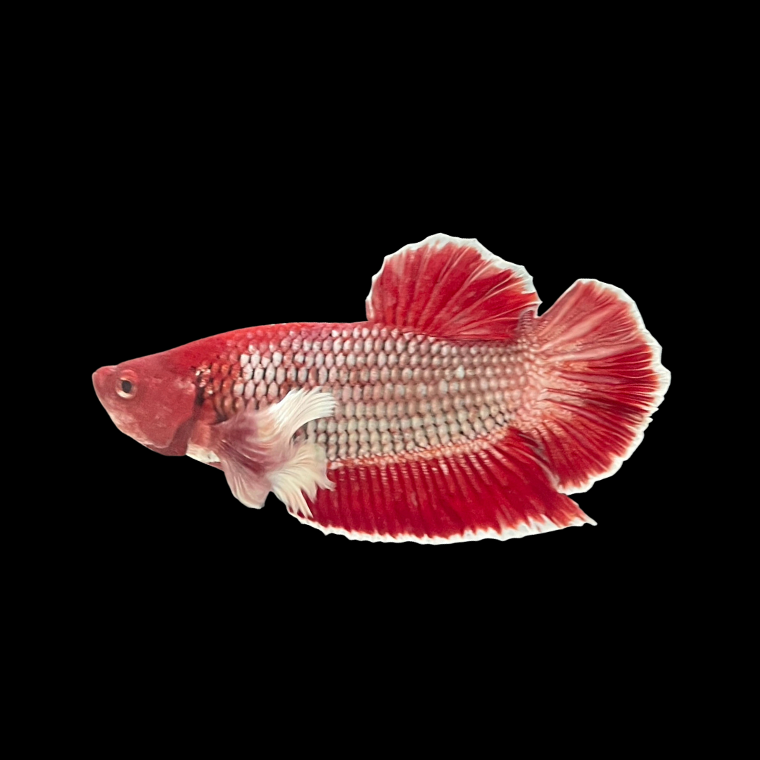 Rare Dumbo Red Betta Fish