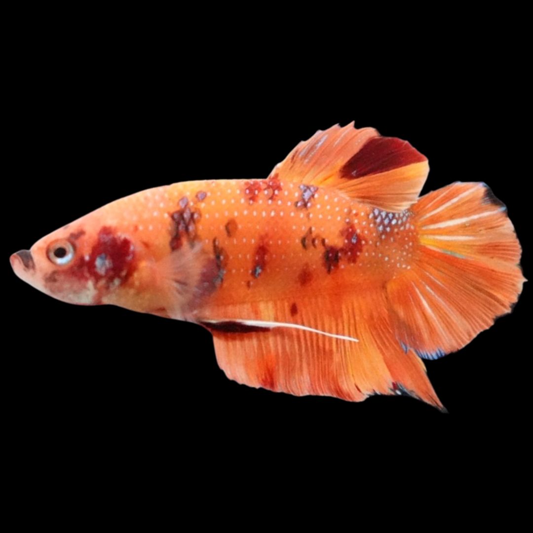 Rare Giant Multicolors Betta Fish