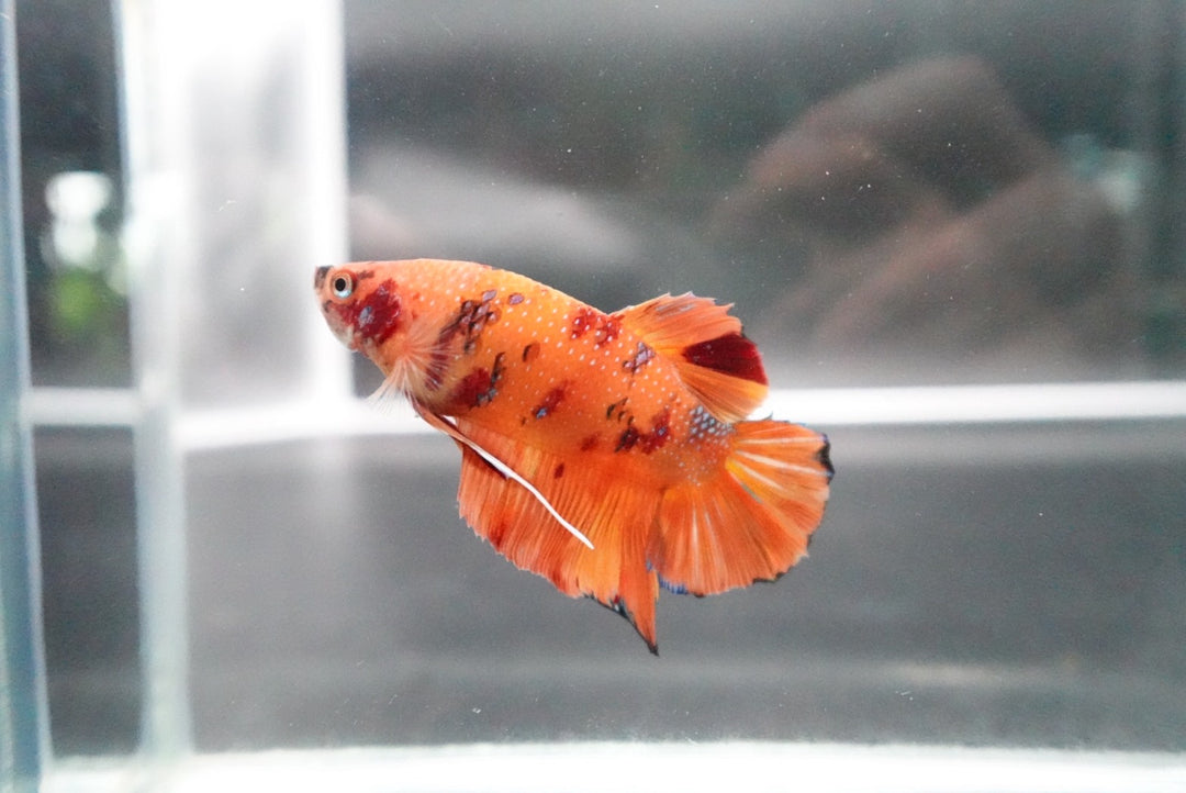 Rare Giant Multicolors Betta Fish