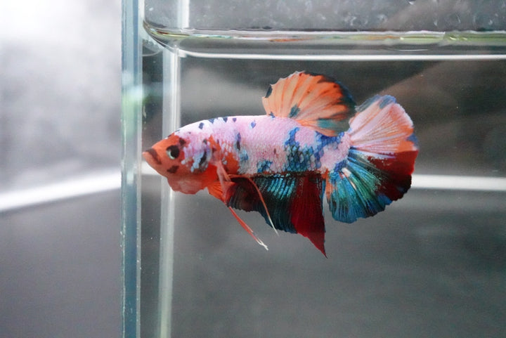Rare Giant Multicolors Betta Fish