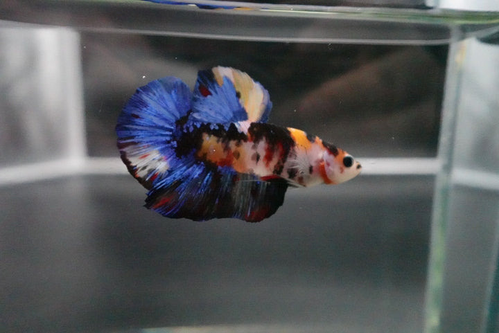 Rare Giant Multicolors Betta Fish