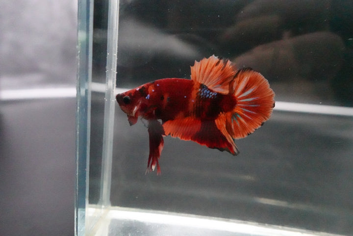 Rare Giant Multicolors Betta Fish