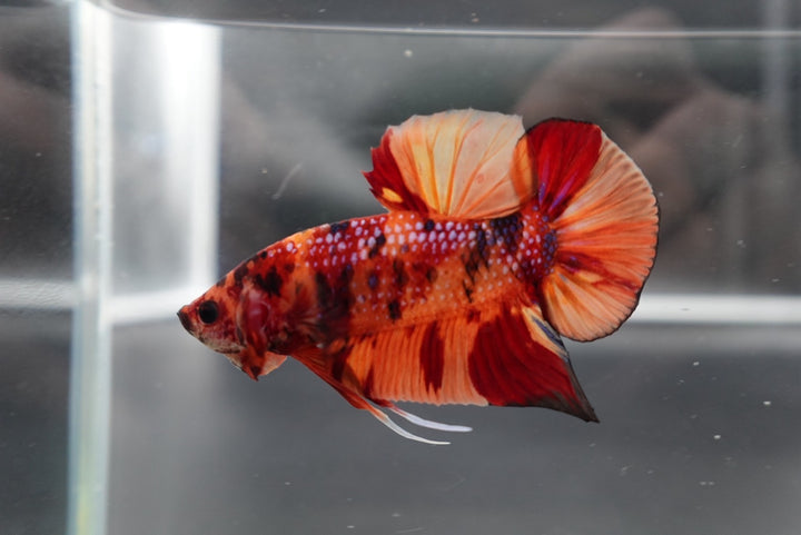 Rare Giant Multicolors Betta Fish