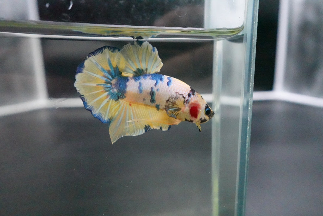 Rare Giant Multicolors Betta Fish