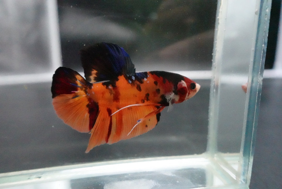 Rare Giant Multicolors Betta Fish