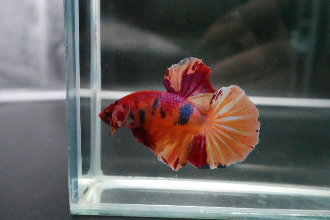 Rare Giant Multicolors Betta Fish