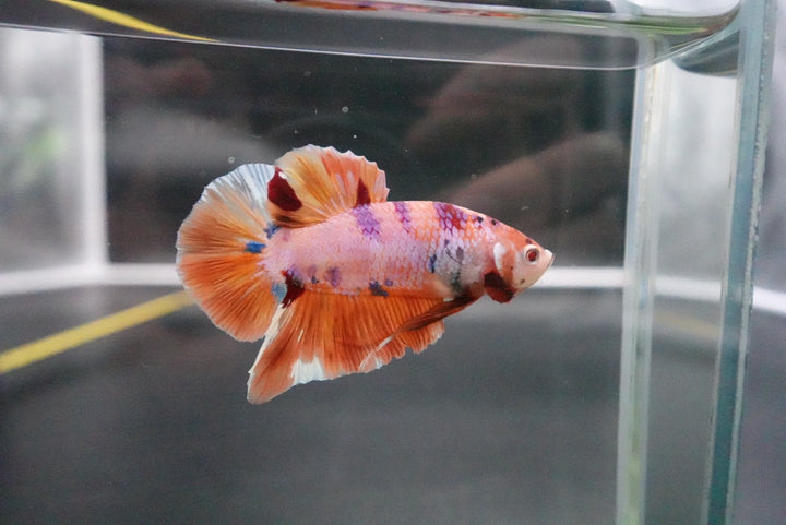 Rare Giant Multicolors Betta Fish