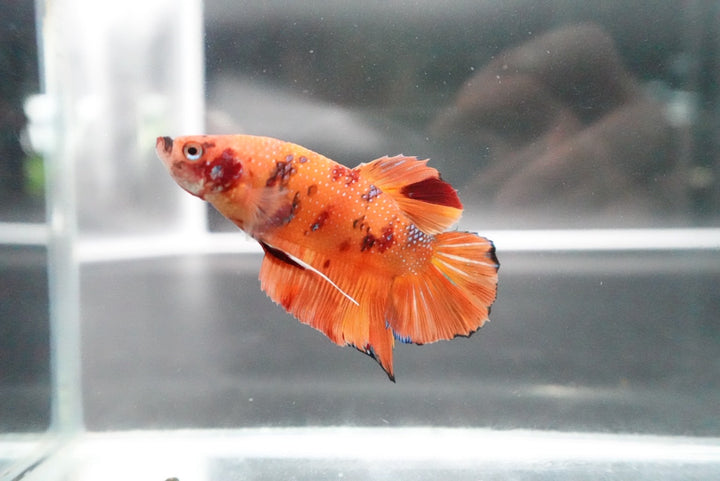Rare Giant Multicolors Betta Fish
